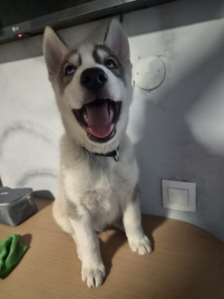 Husky Siberian