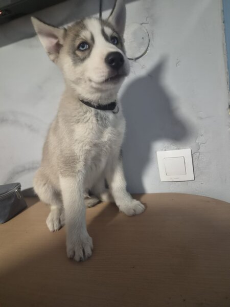 Husky Siberian