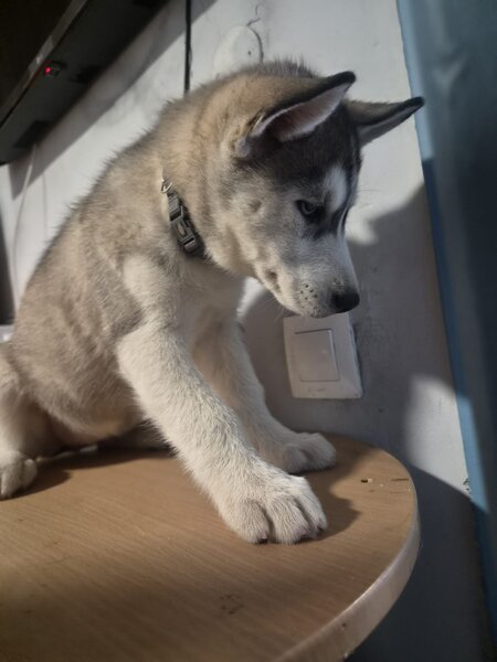 Husky Siberian