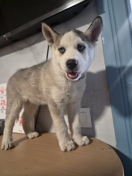 Husky Siberian