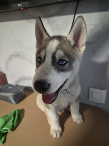 Husky Siberian