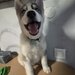 Husky Siberian
