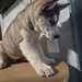 Husky Siberian